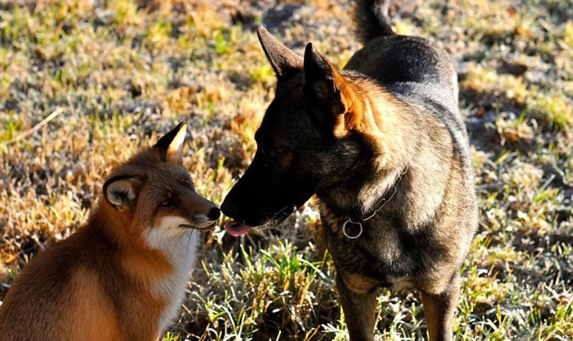 Fox and cat