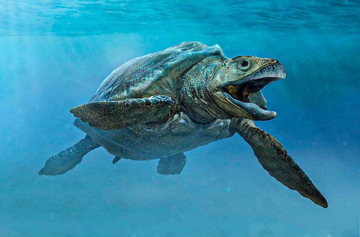 Черепахи триасового периода. Черепаха динозавр. Вымершая черепаха миолания. Черепахи юрского периода. Миолания черепаха.