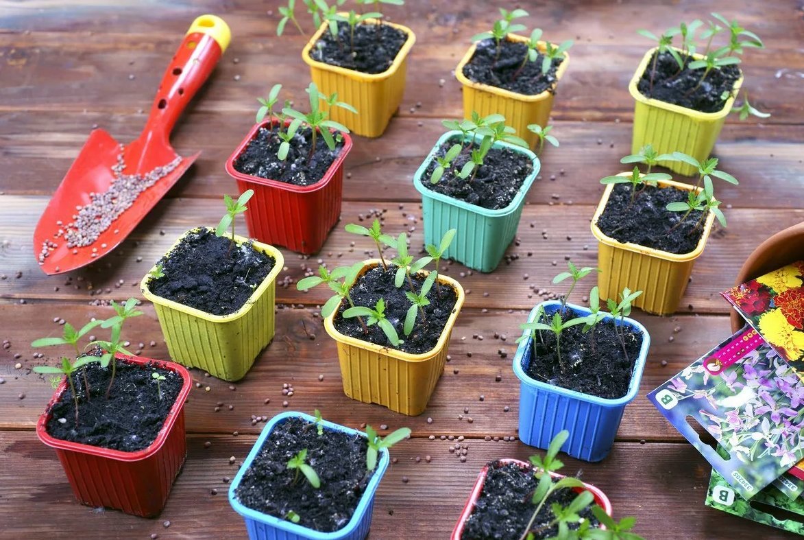 сажаем семена на рассаду в феврале. ростки петунии пикировка. рассада однолетников. посадка семян цветов на рассаду. сроки посева цветов на рассаду таблица.