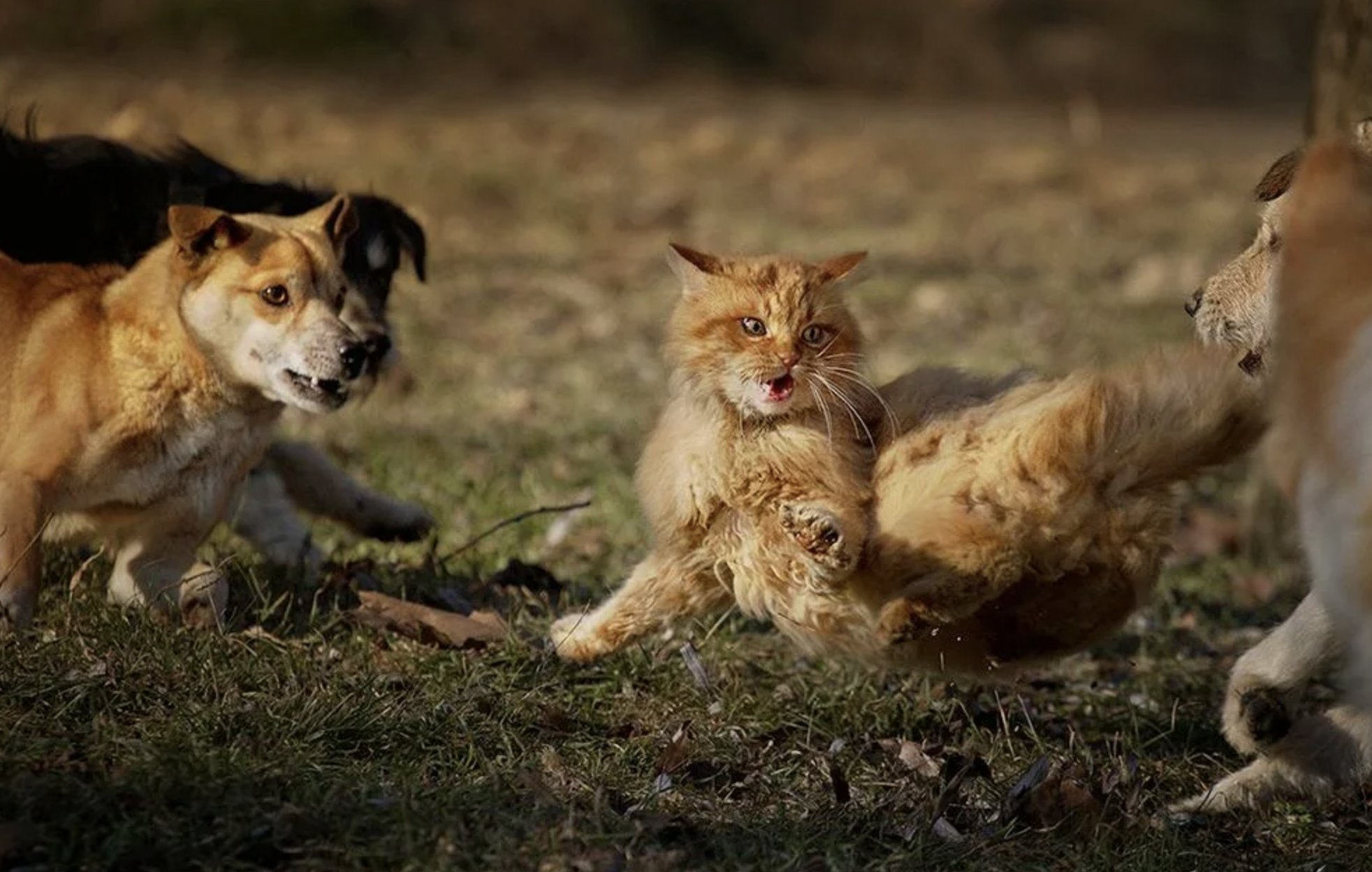 Кошки гоняют собак. Драка кошки и собаки. Коты дерутся с собаками. Собака охотится на кошку.