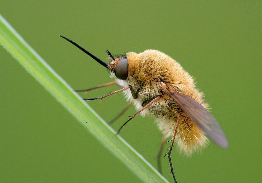 Как жужжит муха. Шмель Муха Колибри. Жужжало большой (Bombylius Major). Bombyliidae Жужжалы. Шмель Колибри насекомое.