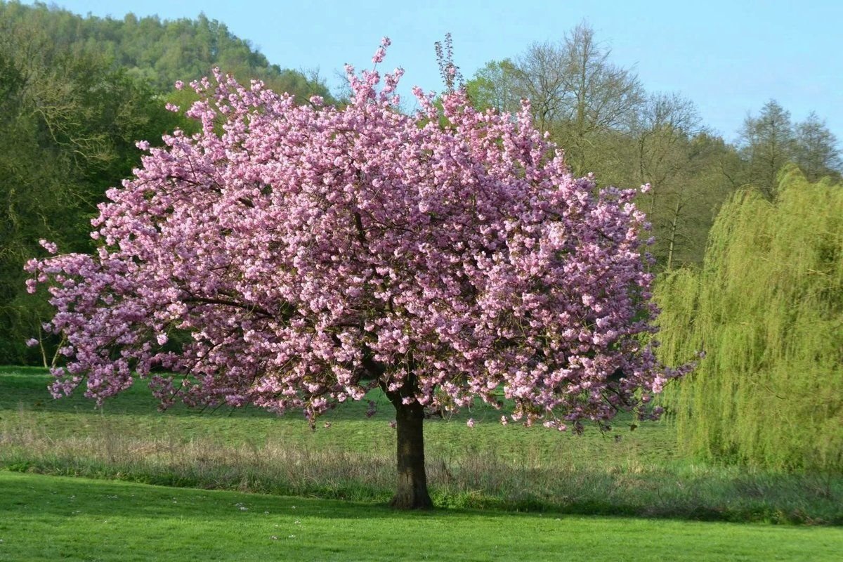 Цветы магнолия фото кустарник