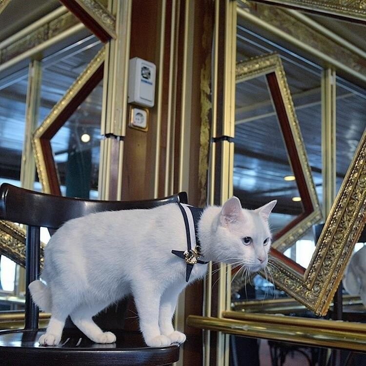 Эрмитажные коты картинки