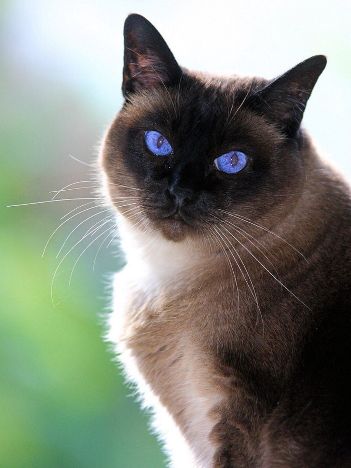 Siamese cat. Сиамская кошка. Сиам кошка Сиамская. Сиамец гладкошерстный. Охос азулес кошка черная.