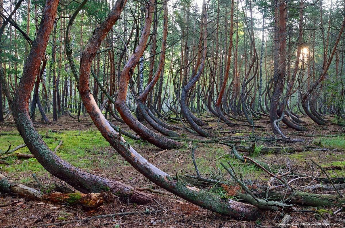 Пьяный лес в рязанской области фото