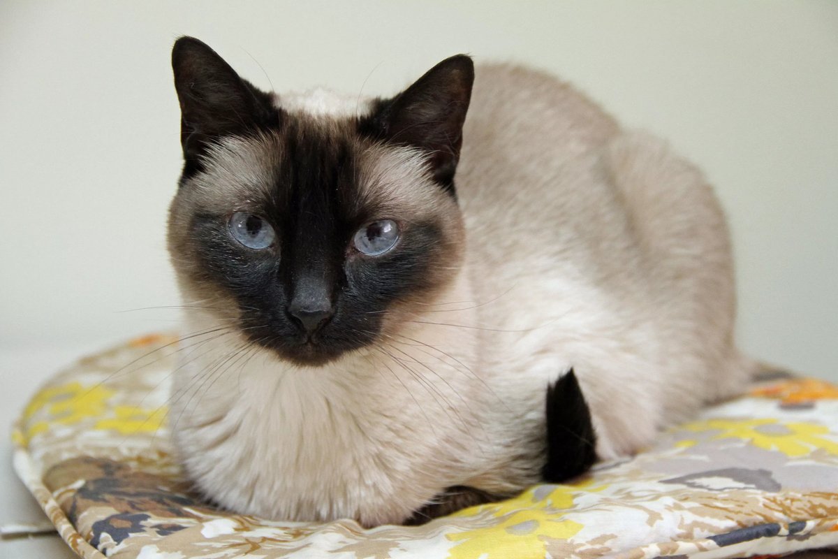 Картинки кошек сиамских кошек