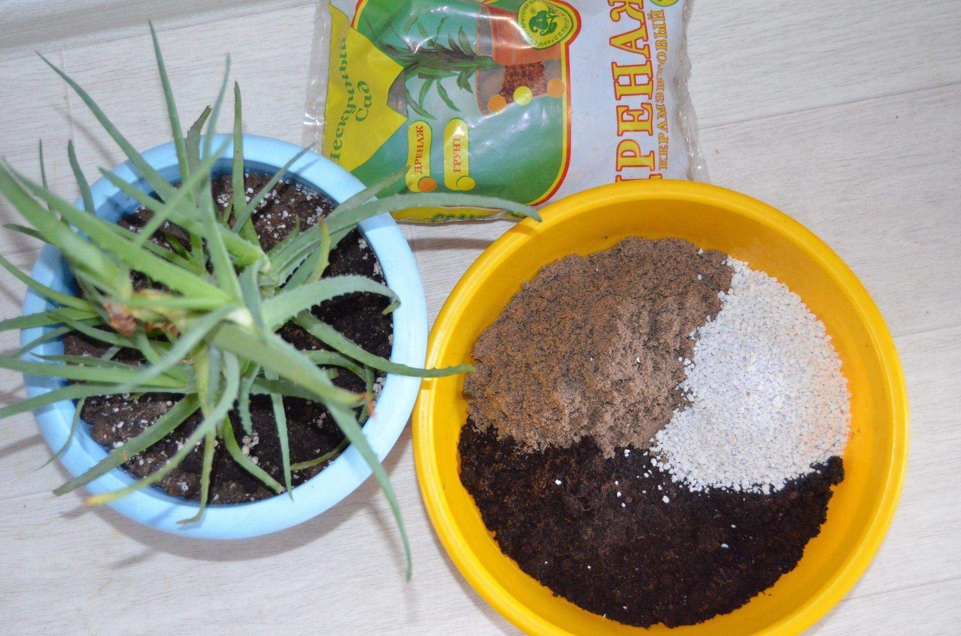 Грунт для алоэ вера. Земля почвогрунт матушка- кактус-алоэ 3л /4шт. Какая земля нужна для алоэ. Какая земля нужна для алоэ. Какая земля нужна для алоэ.