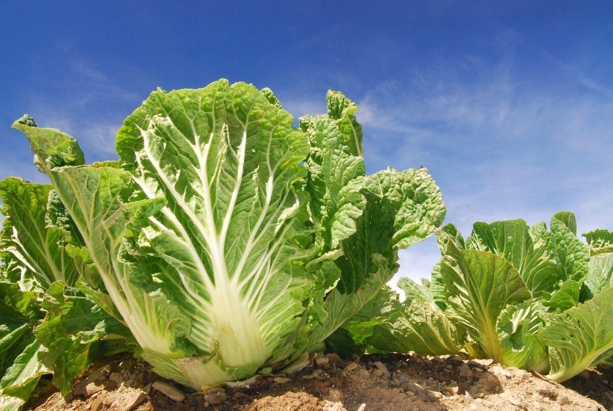 Домашняя пекинская капуста. Brassica Pekinensis. Пекинская капуста. Капуста пекинская Мегаполис. Капуста Огородная пекинская.