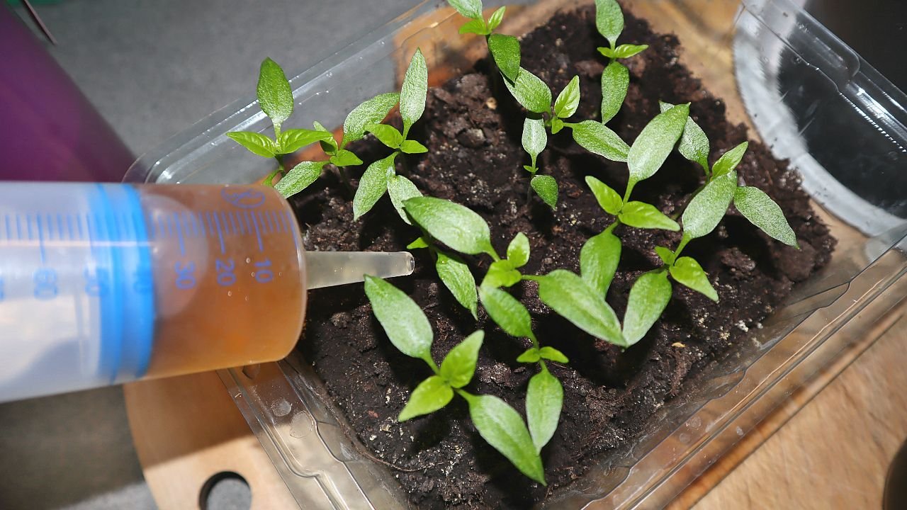 всходы баклажан. сколько всходит перец. двухнедельная рассада перцев. всходы рассады баклажан. недельные всходы томата.