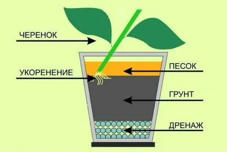 Грунт для традесканции