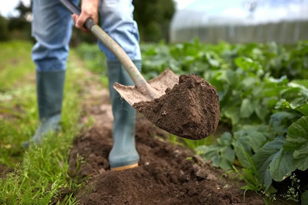 Зеленая земля в огороде что делать. Лопата в земле. Копать лопатой. Лопата для огорода. Копать огород.