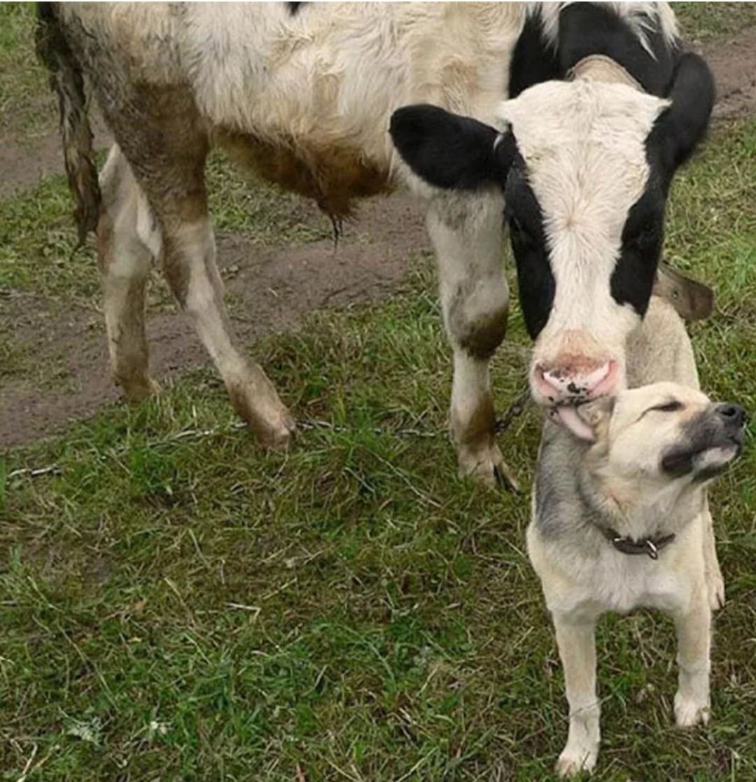 Корова и собака
