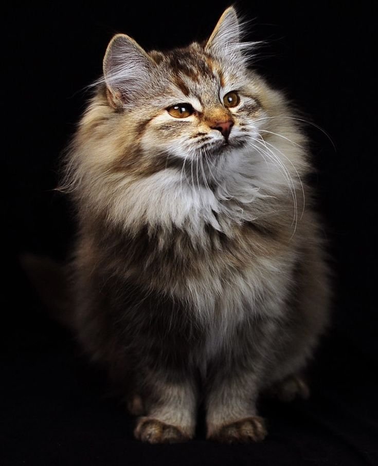 Сибирская кошка фото и описание породы