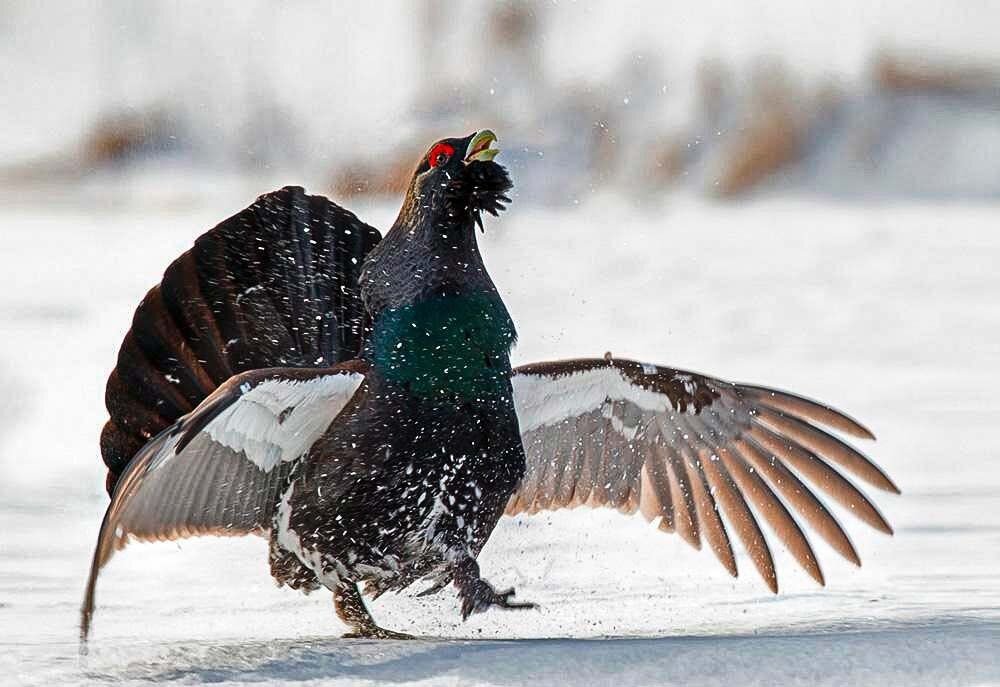 Какие птицы ночуют в снегу. Глухарь - Capercaillie. Обыкновенный Глухарь зимой. Тетерев обыкновенный. Глухарь птица зимой.