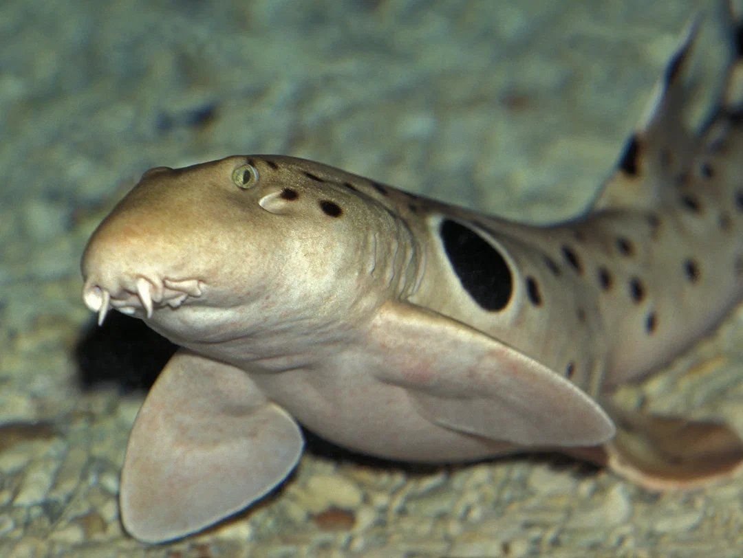 Глазчатая Кошачья акула