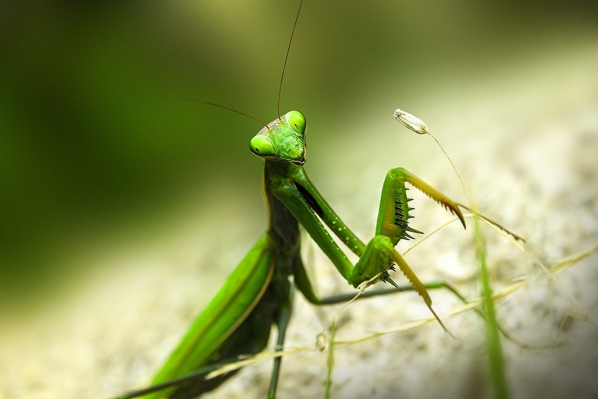 Почему богомол так называется. Mantis religiosa, самка. Богомол обыкновенный. Самка богомола сериал. Александр Марин самка богомола.