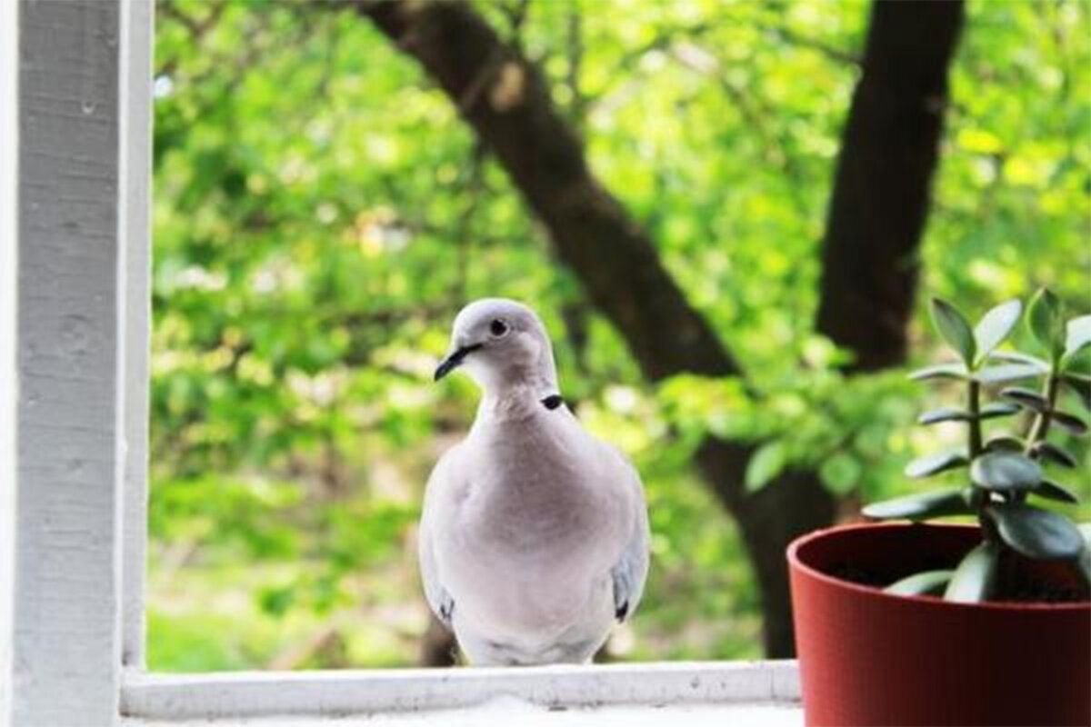 Голубь на подоконнике. Голубь заглядывает в окно. Одинокий голубь за окном. Голуби на подоконнике мультфильм. Горлица в Моем окне.