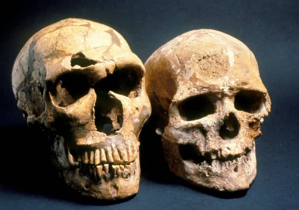 Modern humanities. Неандерталец (homo Neanderthalensis) череп. Череп неандертальца и кроманьонца. Хомо сапиенс первый череп.