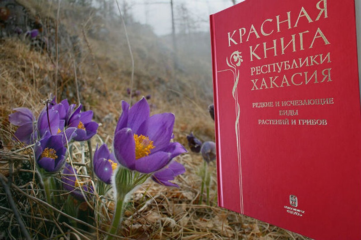 Книга редкие растения. Краснокнижные животные и растения Хакасии. Краснокнижные растения Хакасии. Исчезающие растение Хакасии. Редкие растения Хакасии.