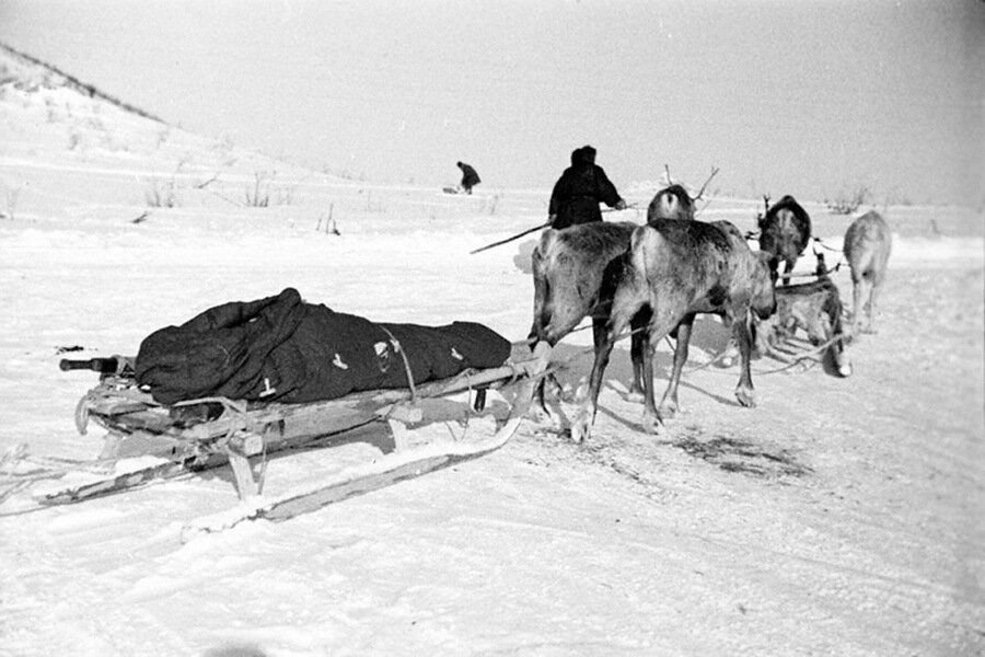 1941 год оленеводы какой фронт. Олени в годы войны 1941-1945. Оленно транспортные батальоны. Оленно-лыжные батальоны. Оленно-транспортные батальоны в годы ВОВ.