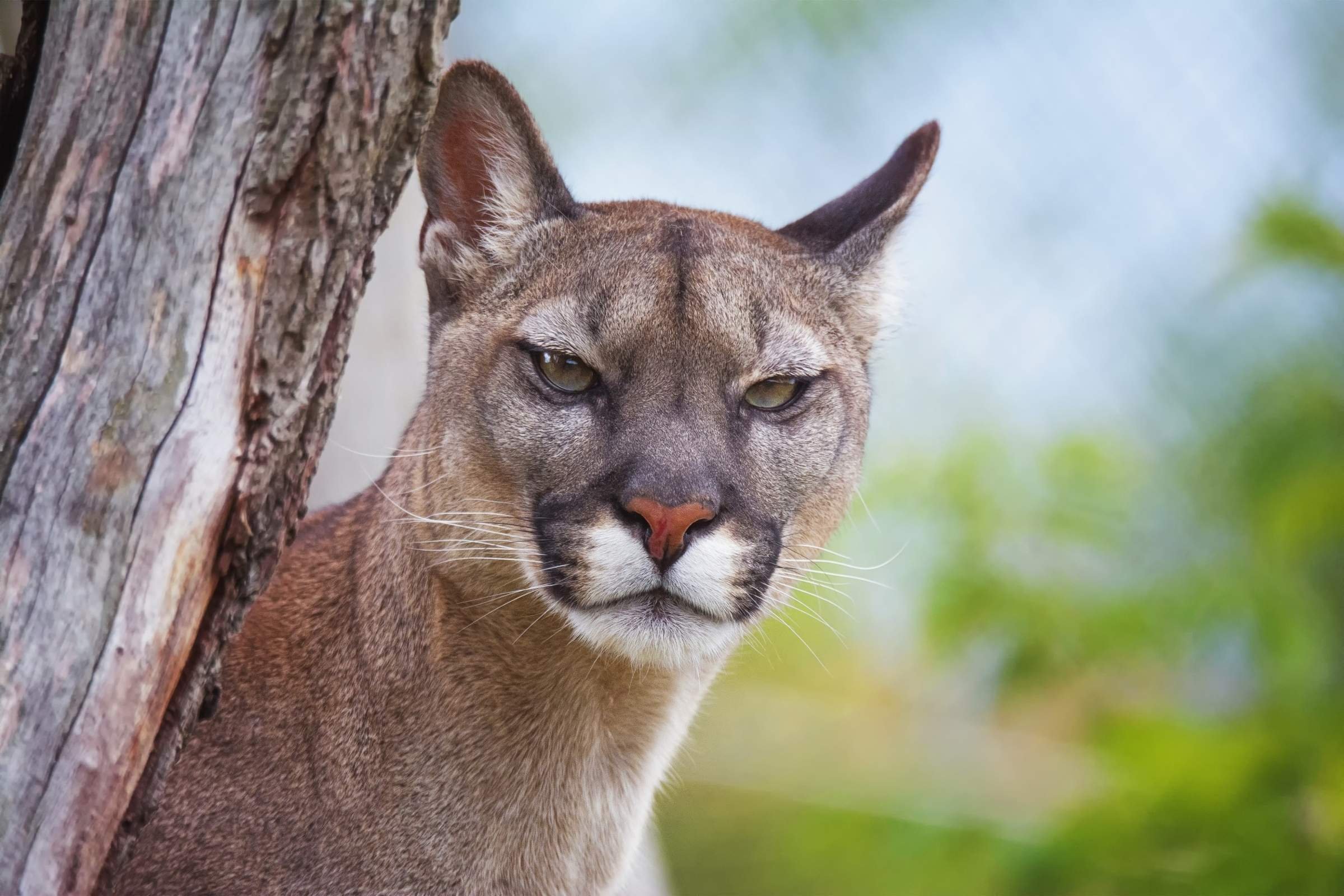 Puma concolor couguar