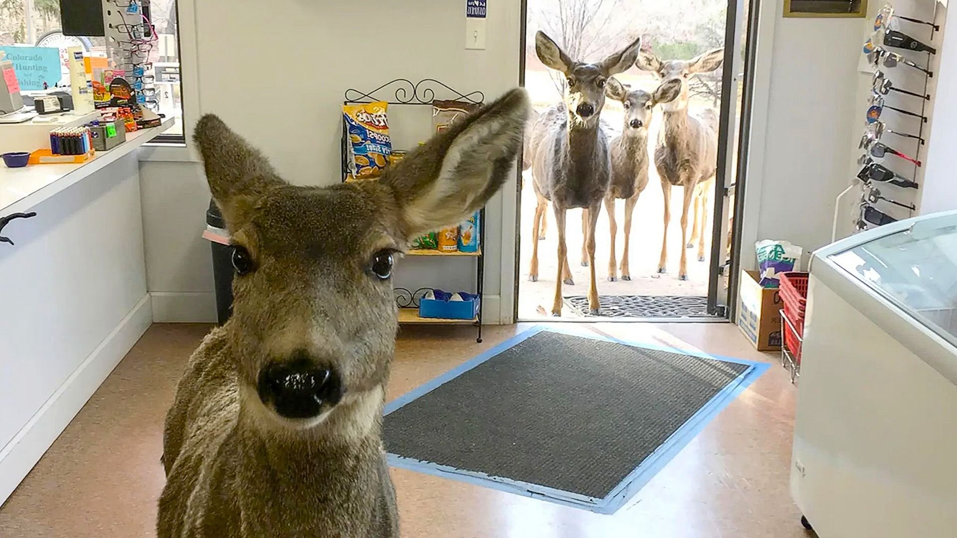 Лось войдите. Олениха. Олень в магазине. Олень нюхает. Олениха пришла