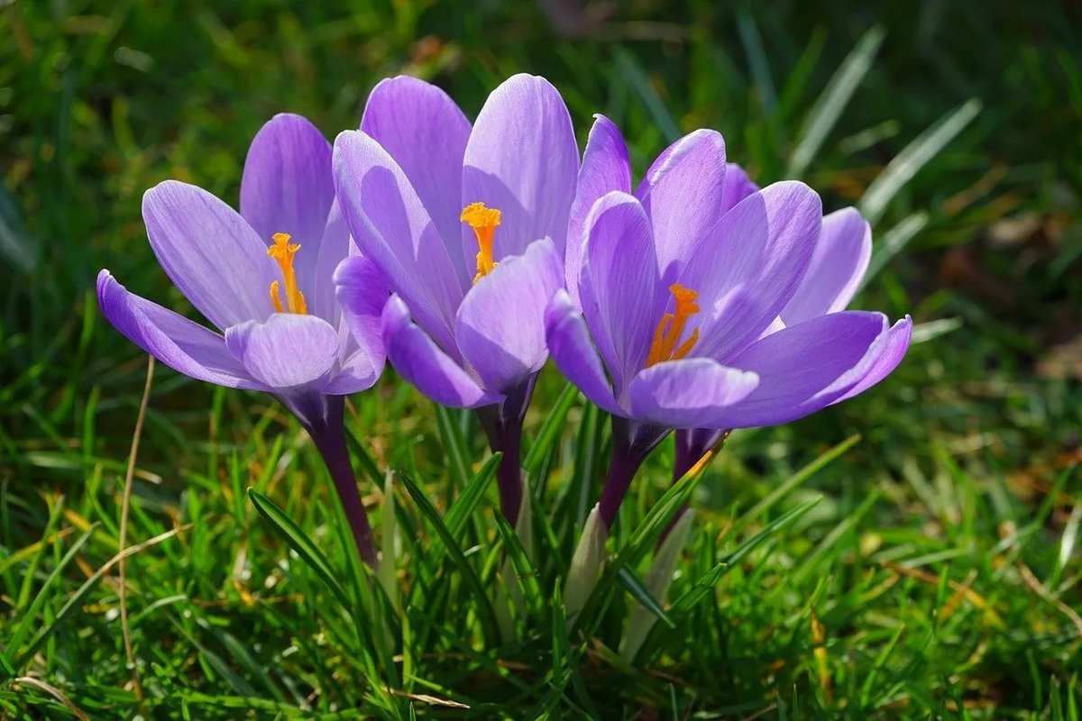 Крокус этимология. Крокус цветок. Пурпурный Крокус. Расцветающее растение Крокус. Крокус Шафран синий.