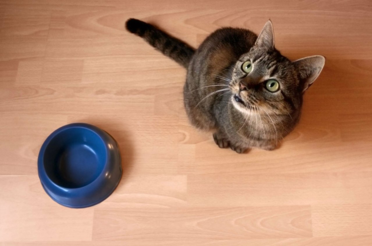 кот просит еду. котик выпрашивает. смешные кошки. кошка просит еду. кот просит еду.