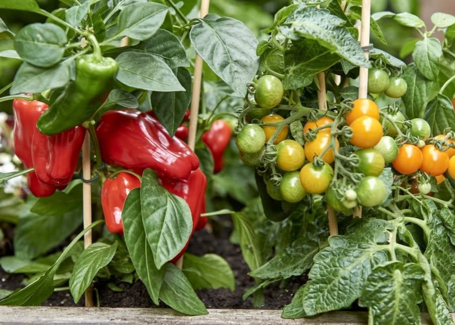 Овощные растения. Растения овощи. Plant the Vegetable. Vegetable Plant Protection. Морозостойкие овощное растений фото.