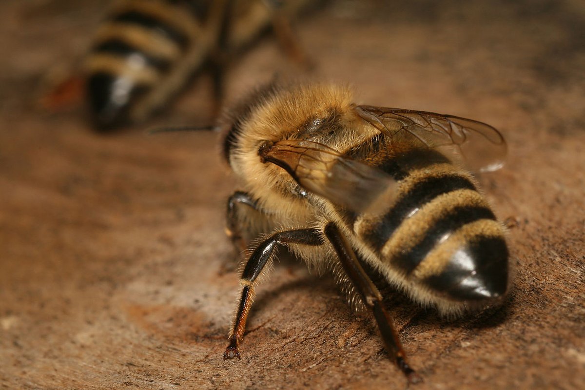 Фото пород пчел крупным планом