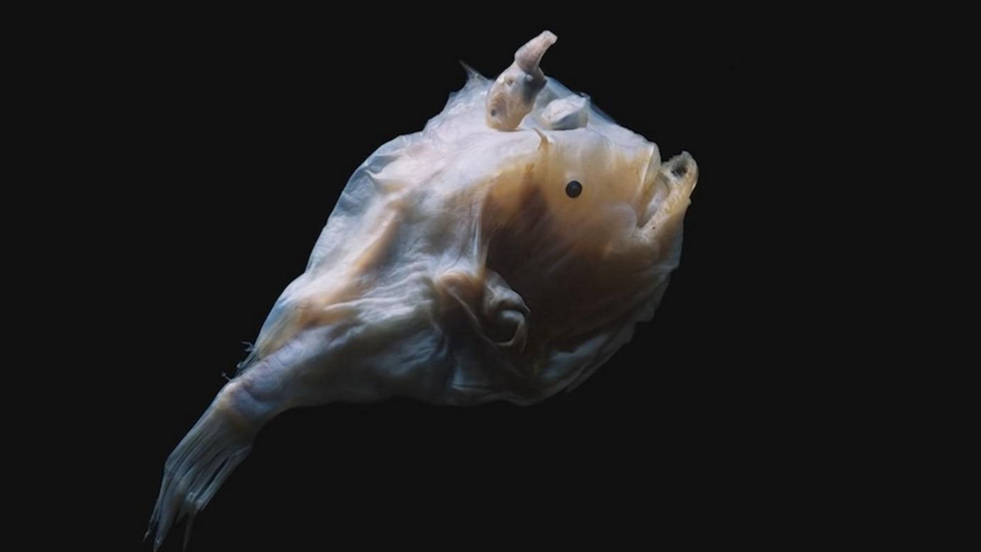 Рыба удильщик самец. Самка удильщика. Самец удильщика. Рыба удильщик самка. Самец удильщика.