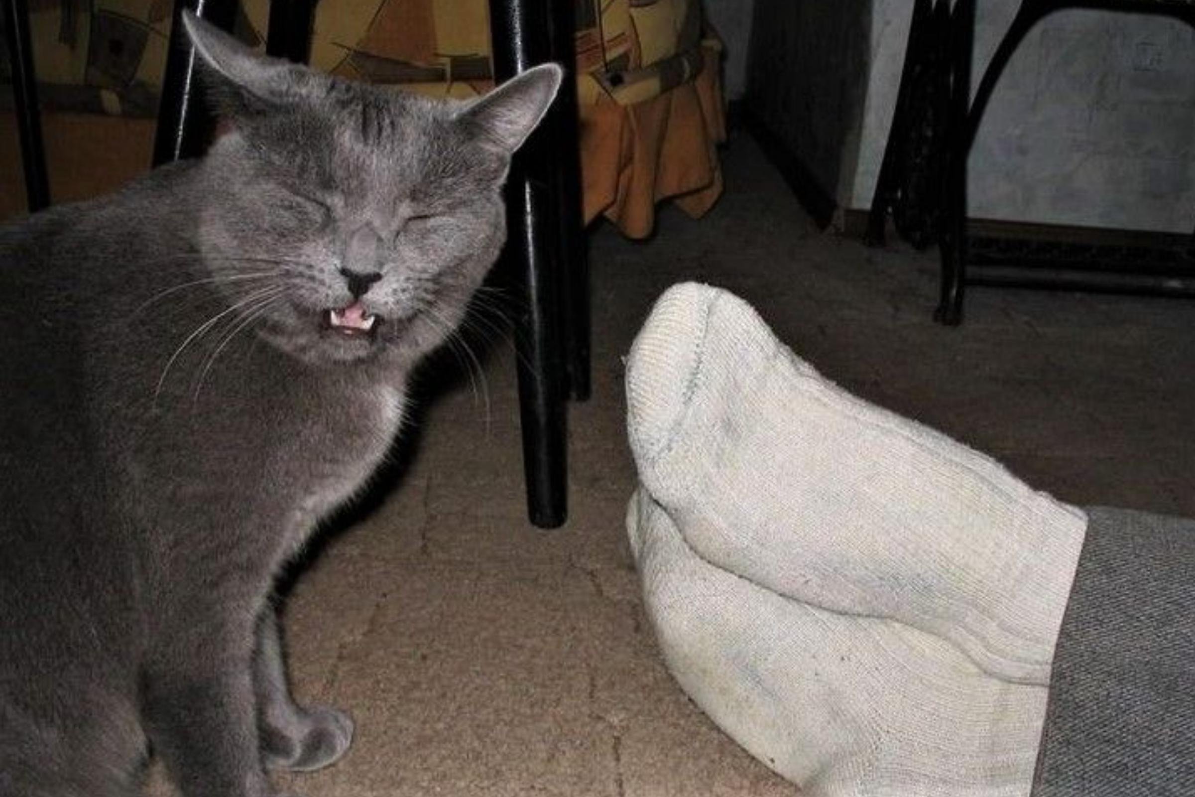 Почему носки воняют. Кошка понюхала носки. Кот в носках.