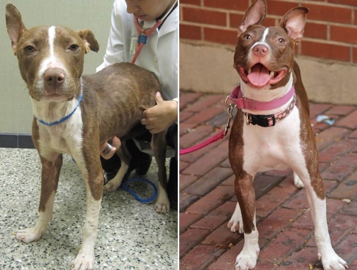 бездомные собаки до и после спасения.