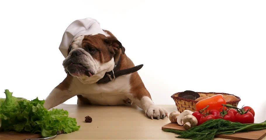 Собакам можно капусту. Собака ест овощи. Водоросли для собак.