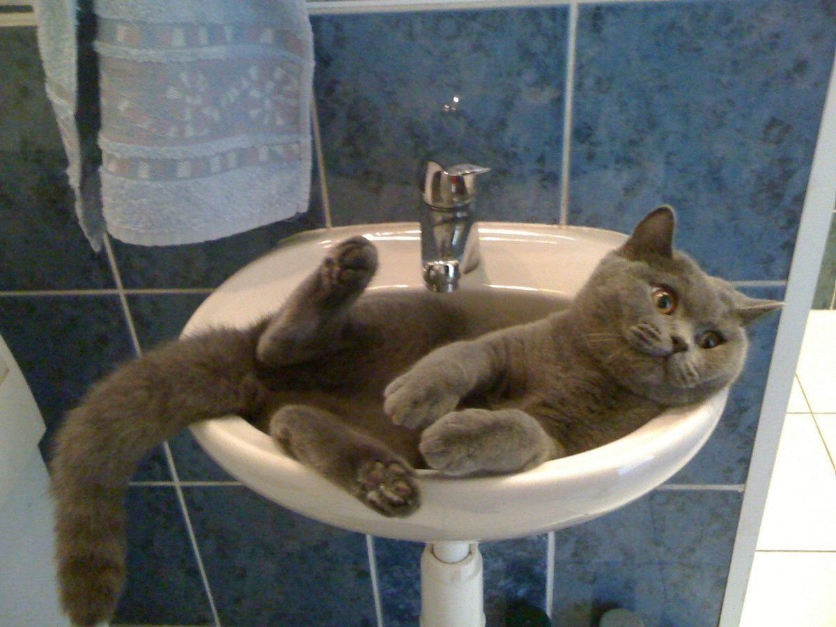 Кот в раковине