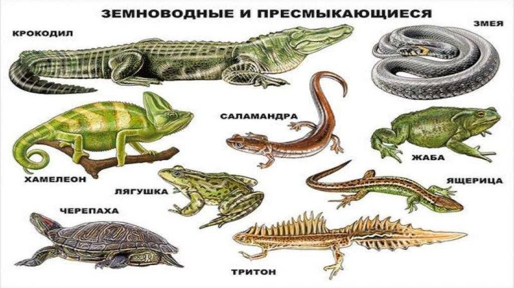 Саламандра относится к классу пресмыкающихся. Земноводные рептилии и пресмыкающиеся. Пресмыкающиеся рептилии 2 класс. Ящерицы это земноводные или пресмыкающиеся. Пресмыкающиеся змеи ящерицы крокодилы.