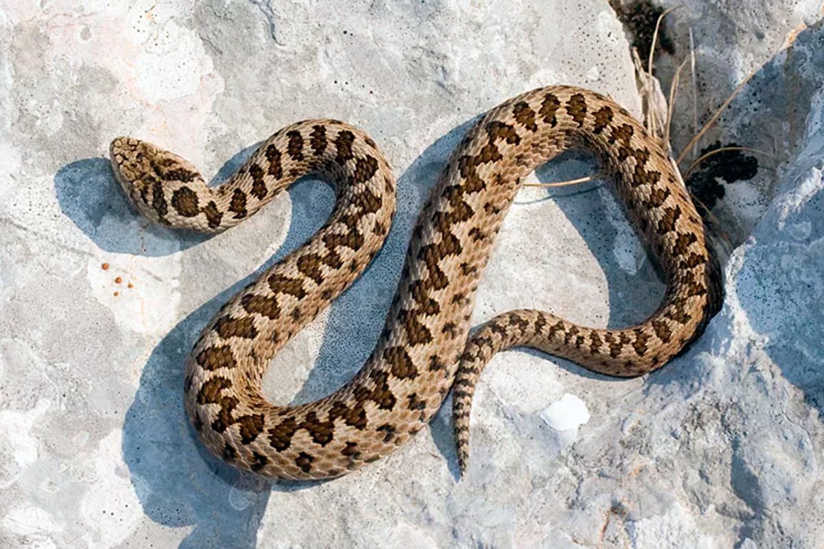 Гадюка Степная (Vipera ursinii)