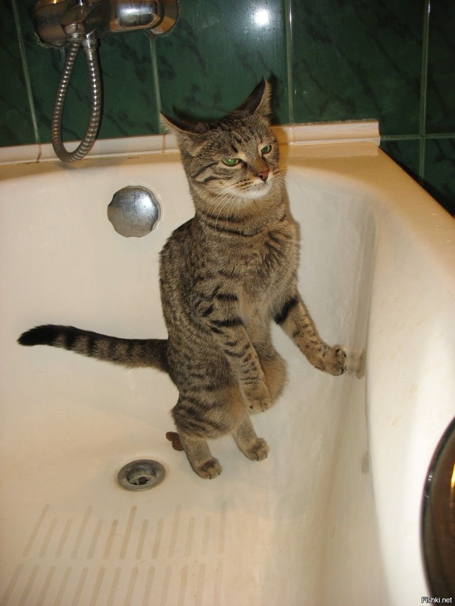 Кошка гадит везде. Кот какает. Котики которые в туалете. Кот нагадил. Котенок обкакался.