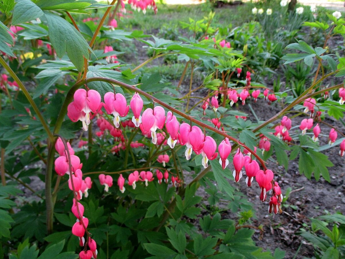 Дицентра великолепная (Dicentra spectabilis)