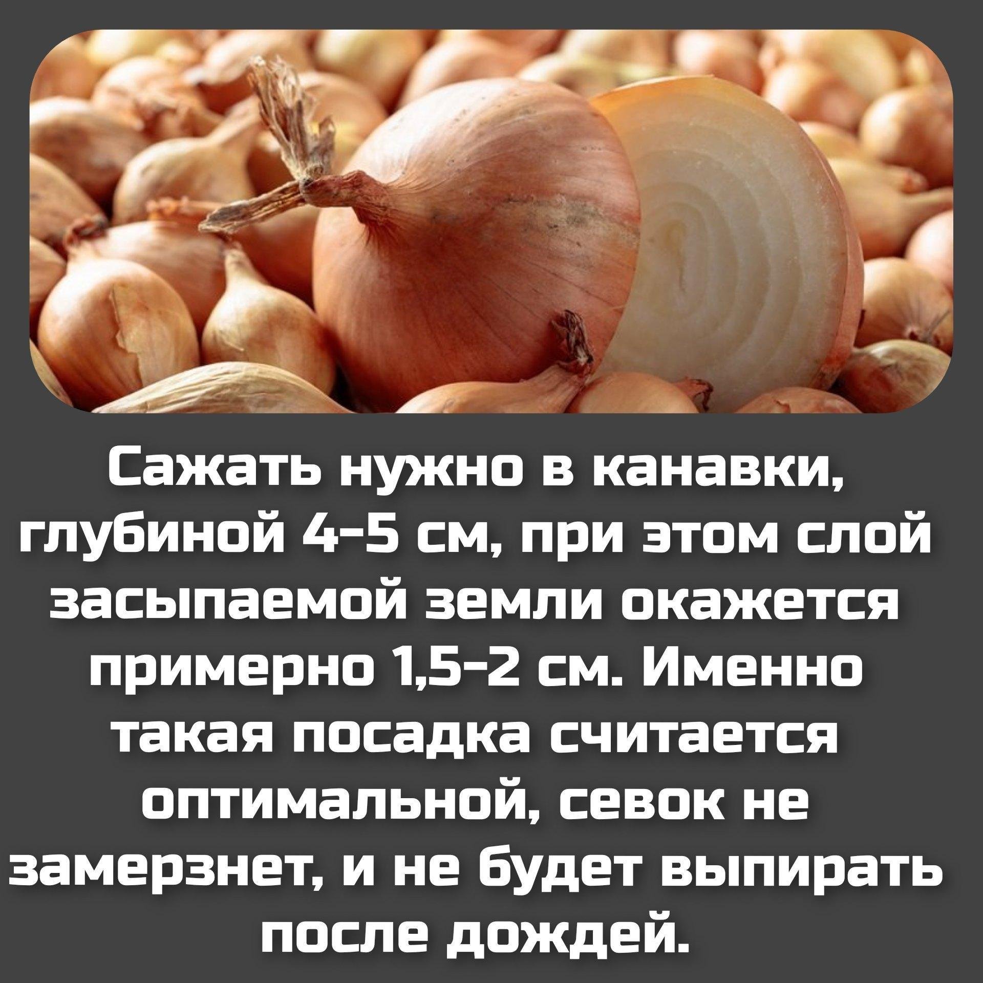 Когда посадить озимый лук. Озимый лук. Полезные советы про лук. Лук думает