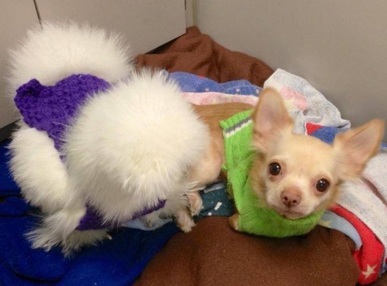 Это история Алисси Уильямс, девушки, которая много лет работает в Ветеринарном госпитале