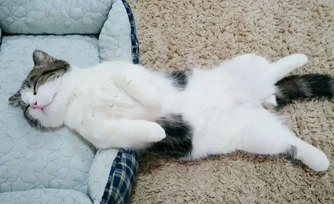 кошка лежачая описалась. рыжий котик. спящий кот. спящий кот. кровать для кошки.