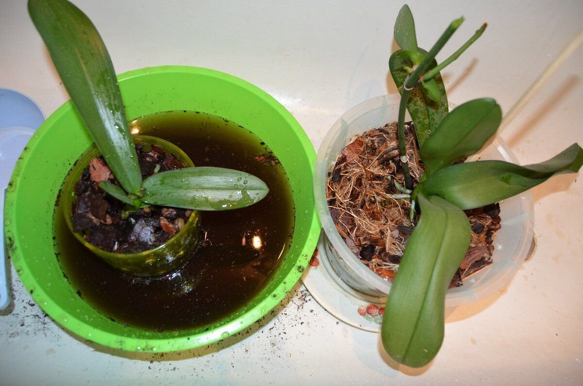 Полив орхидей в домашних условиях весной. Полив орхидеи. Полив фаленопсиса. Автополив фаленопсиса. Полив орхидей без грунта.