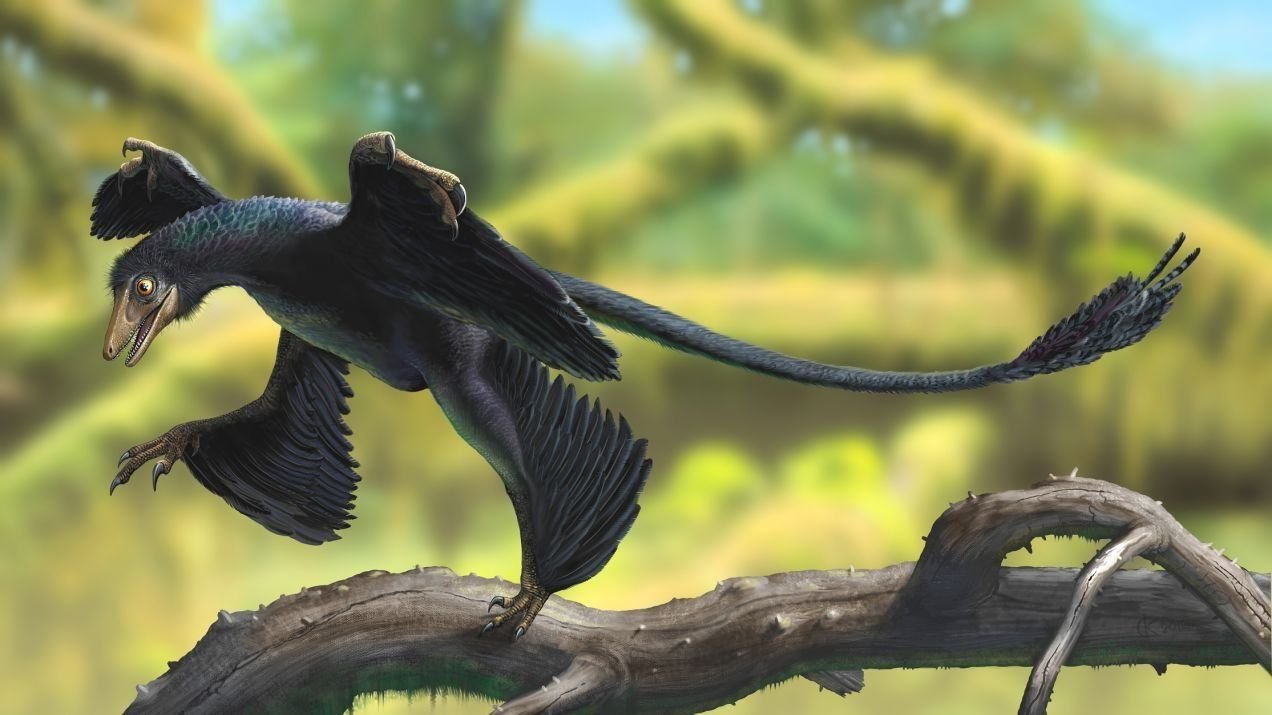 Ворона и ящерица. Микрораптор динозавр. Microraptor zhaoianus. Микрораптор летающий динозавров. Четырехкрылый Микрораптор.