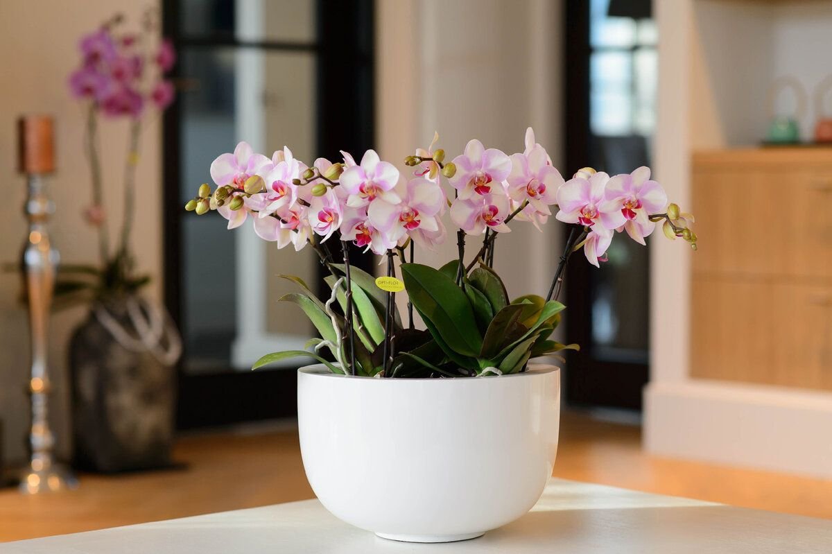 Орхидеи как ухаживать чтобы цвели. Орхидея фаленопсис. Орхидея фаленопсис в горшке. Фаленопсис Opti Flor. Комнатный цветок Орхидея фаленопсис.