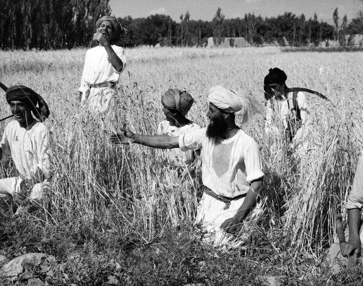 Старые былые времена. Сельское хозяйство в Индии в 19 веке. Афганистан 19 век земледелие. Афганистан сельское хозяйство. Афганистан в 20 веке.
