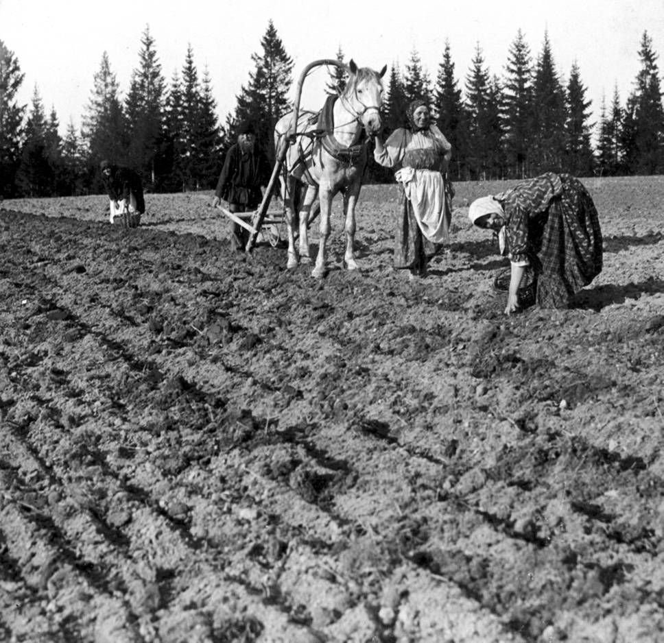 Сельское хозяйство 19 век