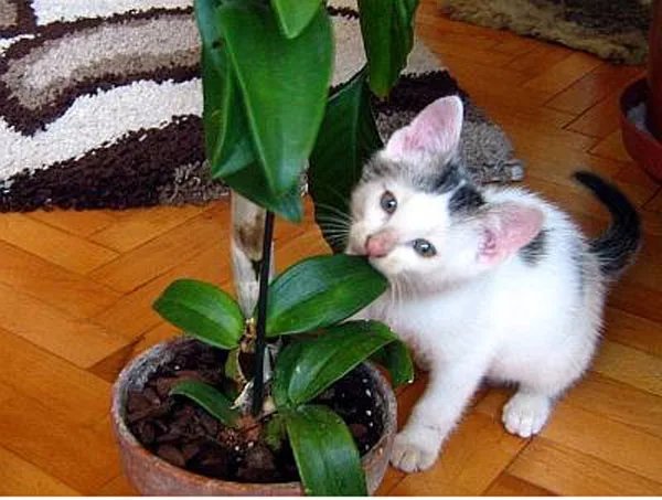 Безопасные цветы для кошек с фото и названиями