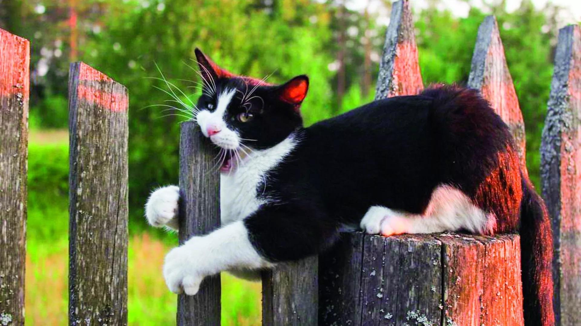 Скучает на даче. Кот на заборе. Коты на заборе. Кошка в деревне. Деревенский кот.