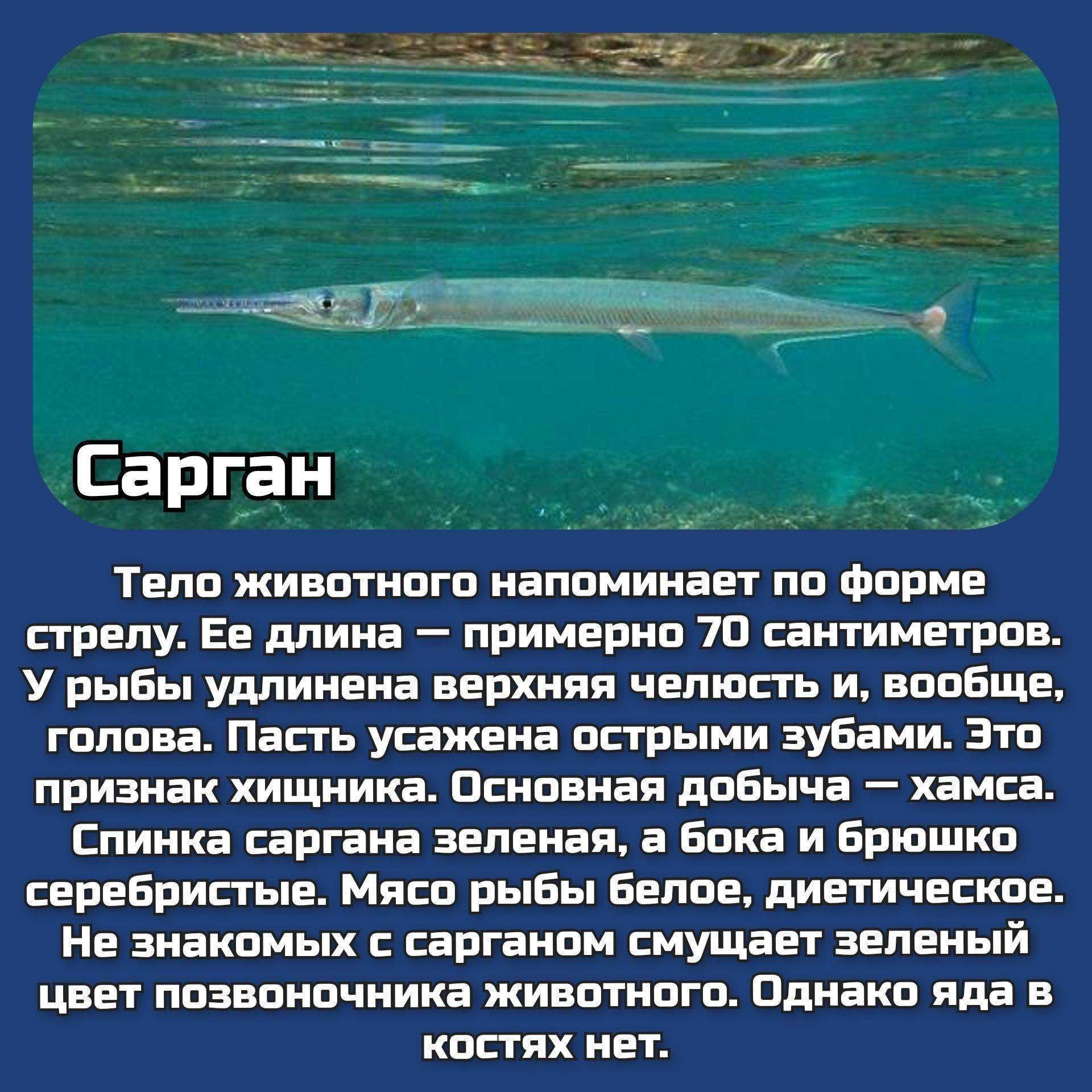 рыба в черном море список
